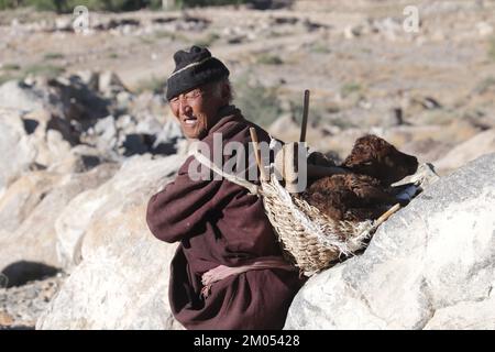 Ein alter Mann trägt ein neugeborenes Kuhkalb auf dem Rücken. Stockfoto