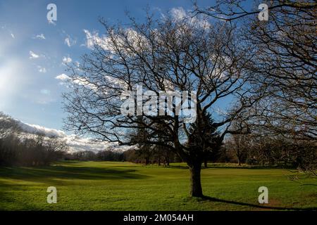 Maidenhead, Berkshire, Großbritannien. 1.. Februar 2022. Der Golfplatz Maidenhead wird in den lokalen Stadtplan für die Sanierung aufgenommen. Cala Homes plant, über 2.000 Häuser auf dem Gelände zu bauen, und die Einheimischen sind darüber wütend. Der Golfplatz umfasst eine Gegend mit uralten Wäldern und ist ein großer Lebensraum für alle Arten von Tieren, einschließlich Hirsche, Dachse, Fledermäuse und Eichhörnchen. Die Einheimischen stellen einen Plan zusammen, um die Sanierung des Golfplatzes Maidenhead zu stoppen. Kredit: Maureen McLean/Alamy Stockfoto