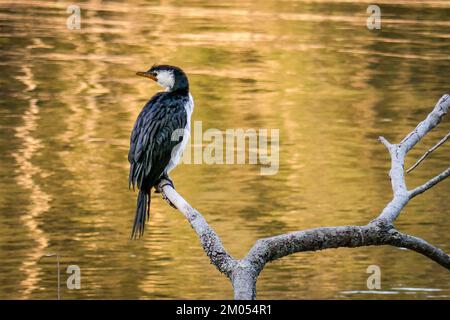 Ein kleiner Rattenkormorant, Little Shag oder Kawaupaka, hoch oben auf einem Ast an einem See in Australien Stockfoto