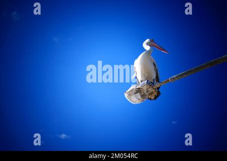 Eine Nahaufnahme des Pelikans in Australien Stockfoto