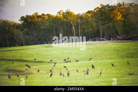 Ein Känguru, Kängurus oder ein Joey in Australien Stockfoto