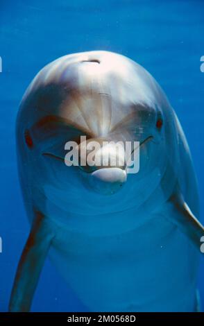 Wildtiere. Meeressäuger. Großer Tümmler. (Tursiops truncatus) Stockfoto