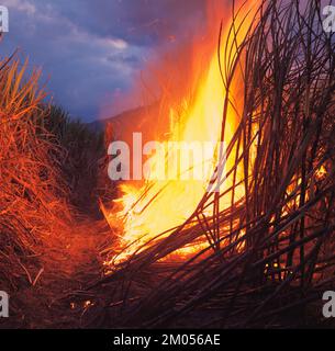 Australien. Landwirtschaft. Zuckerrohr. Verbrennung vor der Ernte. Stockfoto