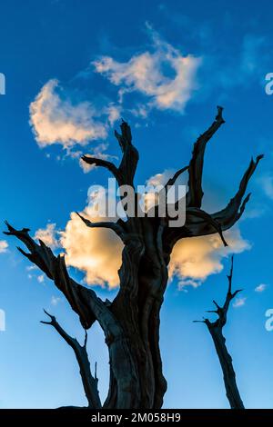 Dead Bristlecone Pine und Sonnenuntergangswolken im antiken Bristlecone Pine Forest, Inyo National Forest, Kalifornien, USA Stockfoto