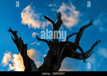 Dead Bristlecone Pine und Sonnenuntergangswolken im antiken Bristlecone Pine Forest, Inyo National Forest, Kalifornien, USA Stockfoto