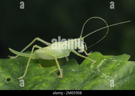 Weibliche Buschkrille aus Eiche (Meconema thalassinum) im Ruhezustand auf Eichenblatt. Tipperary, Irland Stockfoto