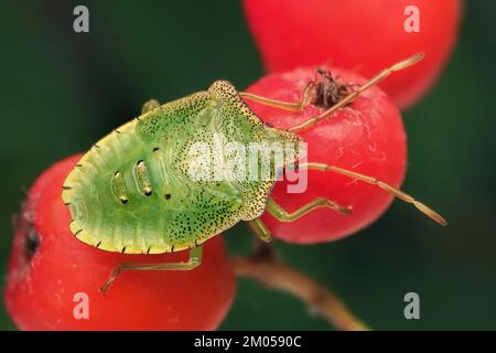 Hawthorn Shieldbug final instar Nymphe (Acanthosoma haemorrhoidale) auf Haffdornbeeren. Tipperary, Irland Stockfoto