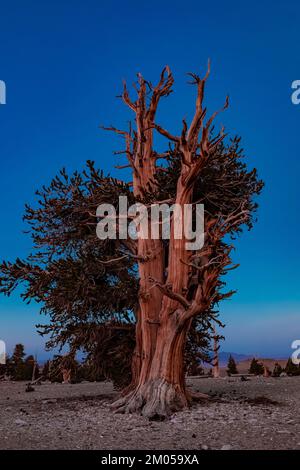 Alpenglow auf Bristlecone Pine, Pinus longaeva, im alten Bristlecone Pine Forest, Inyo National Forest, Kalifornien, USA Stockfoto