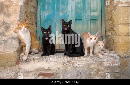 Eine Gruppe von fünf freundlichen Katzen mit verschiedenen Mantelfarben, die sich Seite an Seite auf einer alten steinigen Fensterbank, Griechenland, posieren Stockfoto