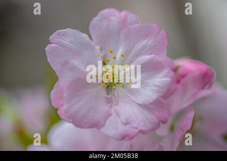 Nahaufnahme der Kirschblüten im Frühling Stockfoto