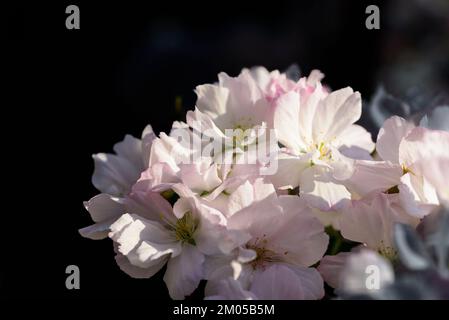 Nahaufnahme der Kirschblüten im Frühling Stockfoto