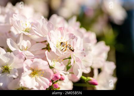 Nahaufnahme der Kirschblüten im Frühling Stockfoto