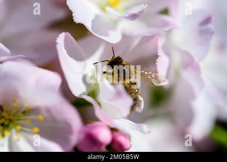 Nahaufnahme der Kirschblüten im Frühling Stockfoto