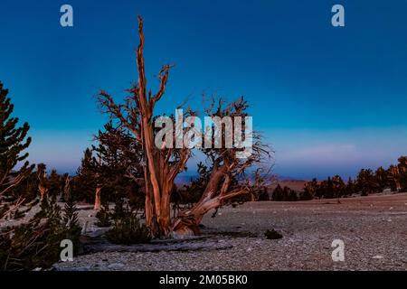 Alpenglow auf Bristlecone Pine, Pinus longaeva, im alten Bristlecone Pine Forest, Inyo National Forest, Kalifornien, USA Stockfoto