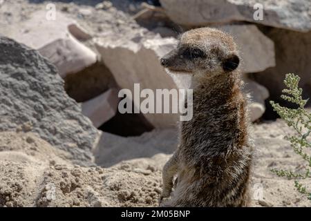 Erdmännchen auf den Steinen stehen. Suricata suricatta Stockfoto