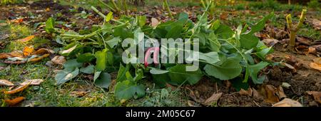 Schneiden Dahlia-Pflanzen Laub, bevor die Knollen für die Winterlagerung graben. Jobs im Herbst im Gartenbau. Überwintern der Dahlia Knollen. Stockfoto