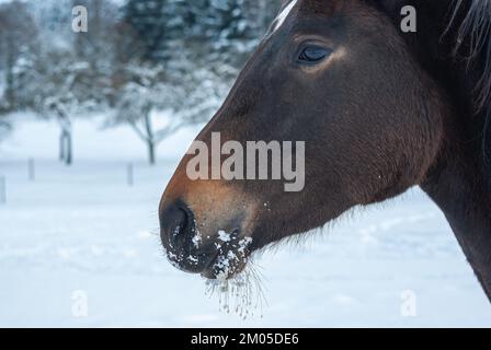 Braune Pferde in einer tiefen verschneiten Koppel auf dem Land im Winter. Stockfoto