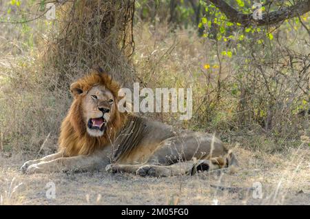 BILD EINES GROSSEN LÖWEN MIT GOLDENEM HAAR, AUFGENOMMEN IN SERENGETI, IN DER GEGEND VON SERONERA, BEI SONNENUNTERGANG, NACH EINEM GANZEN TAG DER SUCHE OHNE ERFOLG. Stockfoto