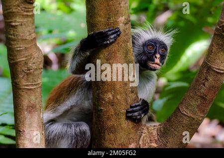 Erwachsener Roter Colobus-Affe, fotografiert im Jozani-Wald, Sansibar. Diese Guenonart ist auf dieser Insel endemisch und droht auszusterben. Stockfoto