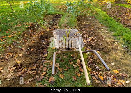 Schubkarre mit frisch gehobenen Dahlienknollen, die gewaschen und für die Winterlagerung vorbereitet werden können. Gartenarbeit im Herbst. Überwinterende Dahlienknollen. Stockfoto