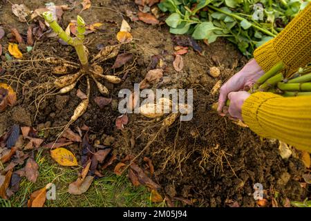 Frau gräbt Dahlia-Knollen, reinigt sie und bereitet sie für die Winterlagerung vor. Jobs im Herbst im Gartenbau. Überwintern der Dahlia Knollen. Stockfoto