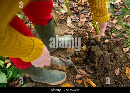 Frau gräbt Dahlia-Knollen, reinigt sie und bereitet sie für die Winterlagerung vor. Jobs im Herbst im Gartenbau. Überwintern der Dahlia Knollen. Stockfoto