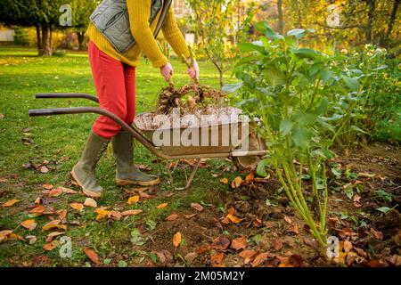 Frau, die frisch gehobene Dahlienkulturen wäscht und für die Winterlagerung vorbereitet, in eine Schubkarre legt. Gartenarbeit im Herbst. Überwinterung Stockfoto