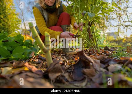 Frau, die mit Schneidescheren Dahlia-Pflanzen-Laub zurückschneidet, bevor sie die Knollen für die Winterlagerung ausgräbt. Jobs im Herbst im Gartenbau. Überwintern von dahl Stockfoto