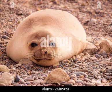 Süße weibliche Meereselefantin in Punta Ninfas, Chubut, Argentinien Stockfoto