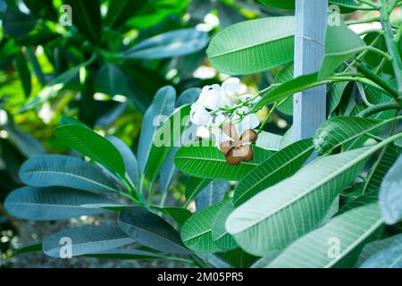Die Weiße Frangipani-Blume Ist Gestorben Stockfoto