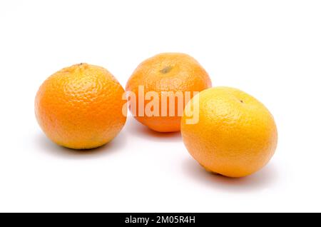 Drei Mandarinenorangen oder Mandarinen, Citrus reticulata, isoliert auf weißem Hintergrund Stockfoto