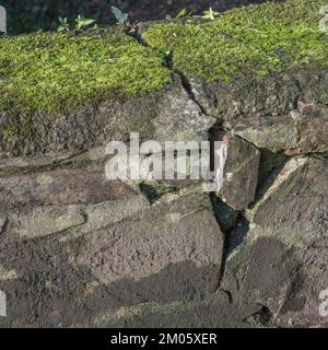 Beschädigte Mauerarbeiten in der Nachmittagssonne. Der Steinbruch vergrößert sich mit der Zeit. Verfügbarer Kopierbereich und PIP-Speicherplatz. Stockfoto