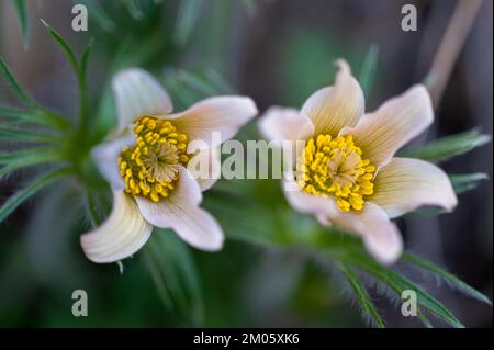 Pulsatilla vernalis (Frühlingspasqueflower, arktisches Violett, Schneemädchen) ist eine blühende Pflanzenart der Familie Ranunculaceae, die in mou heimisch ist Stockfoto