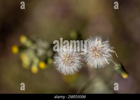 Löwenzahn (Taraxacum officinale). Der blühende Löwenzahn. Foto von oben Stockfoto