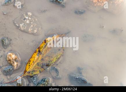 Einzelnes isoliertes Herbstblatt in einer schlammigen Pfütze. Am Ende der Saison, Herbst, Natur. Stockfoto