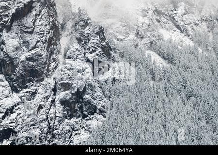 Frischer Schnee auf der Felswand des Mount Si in den Washington Cascade Mountains mit verschneiten Tannen Stockfoto