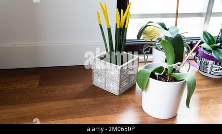 Heimpflanzen im Wohnzimmer. Dekorative Zimmerpflanzen in verschiedenen Töpfen. Innenraumkonzept mit wunderschönen Blumen auf dem Boden Stockfoto