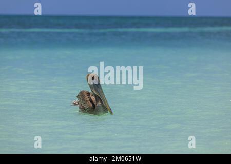 Blick auf Pelikane im türkisfarbenen Wasser des Atlantiks. Karibik. Aruba. Stockfoto