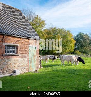 Junge Kühe außerhalb der alten Scheune auf dem Land in der Nähe von mons oder bergen in belgien am sonnigen Herbsttag Stockfoto