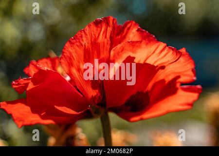 Blütenblüte im Blumengarten an einem sonnigen Frühlingstag im grünen Hintergrund Stockfoto