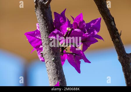 Bougainvillea Glabra Flowers in Sydney, New South Wales, Australien (Foto: Tara Chand Malhotra) Stockfoto