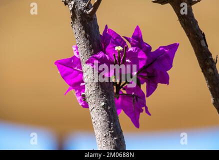 Bougainvillea Glabra Flowers in Sydney, New South Wales, Australien (Foto: Tara Chand Malhotra) Stockfoto