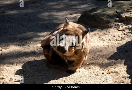 Ein gemeiner Wombat (Vombatus ursinus) im Featherdale Wildlife Park in Sydney, NSW, Australien. (Foto: Tara Chand Malhotra) Stockfoto