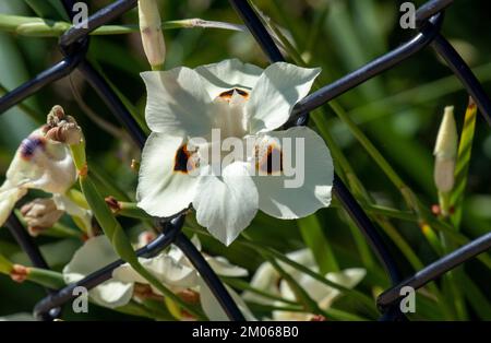 Nahaufnahme eines blasscremigen Gelbes mit dunkelbraunen Flecken eines dietes-Bikolors in Sydney, New South Wales, Australien (Foto: Tara Chand Malhotra) Stockfoto