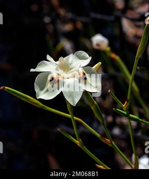 Nahaufnahme eines blasscremigen Gelbes mit dunkelbraunen Flecken eines dietes-Bikolors in Sydney, New South Wales, Australien (Foto: Tara Chand Malhotra) Stockfoto