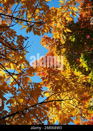 Atemberaubendes Herbstgelb, Gold, Orange und Rot von Ahornblättern, die im Sonnenlicht leuchten. Stockfoto