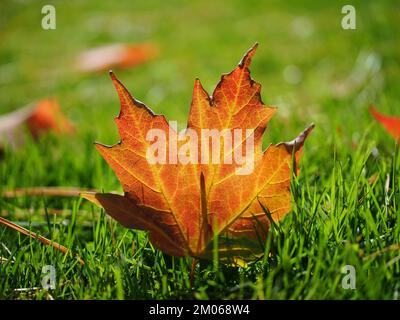 Atemberaubendes Herbstgelb und orangefarbenes gefallenes Blatt eines Zuckerapels (Acer saccharum), das im Sonnenlicht glüht. Stockfoto