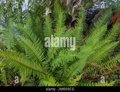 Natürlicher grüner Farn im Wald aus nächster Nähe. Schöne Farnblätter-Textur in der Natur. Natürliche Farne Hintergrund Fern-Blätter. Niemand, selektiver Fokus. Stockfoto