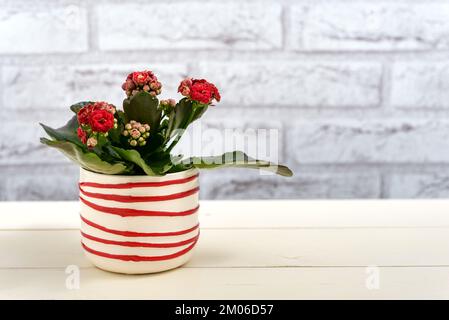 Kalanchoe-Hauspflanze mit roten Blumen in einem dekorativen Topf auf einem Holztisch. Selektiver Fokus. Stockfoto