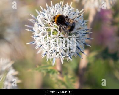 Echinops sphaerocephalus, Arctic Glow, Hummel auf Distel, mehrjährige Wiesenkraut Stockfoto